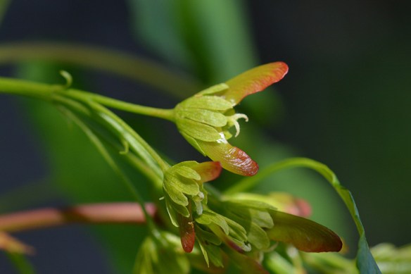 AcerGlab_flfmCU_PhlLk_6413_1_Q2_crp_5x3_180_Blg