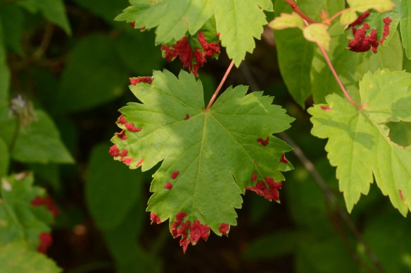 AcerGlab_lf_fungi_PhelpLkTr_6.28.18_1a_Q1_crp_5x3_180_blg