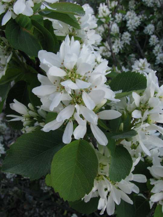 AmeAln_fl_RiverRdTNP_62711_2_3x5_180