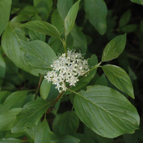 CornStol_fllv_CacCk_62015_2Q1_crp_5x5_180_blg