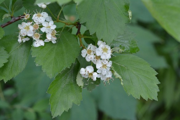 CratDoug_fllf_LSR_61714_1aQ2_7.5x5_180