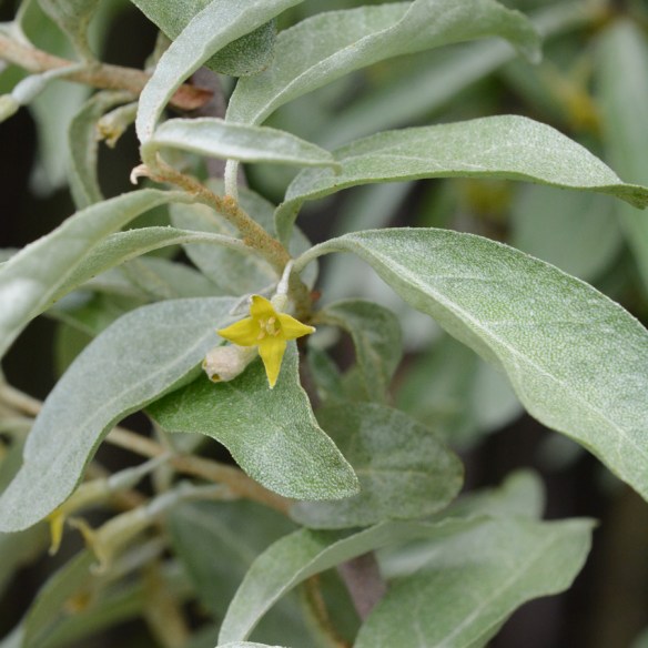 EleaComm_flst_FallCrkRd_6.11.20_3_Q2_crp_5x5_180_blg