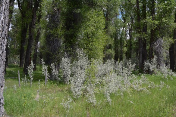 EleaComm_hab_Cwds_FallCrkRd_6.11.20_1_Q2_5x3_180_blg