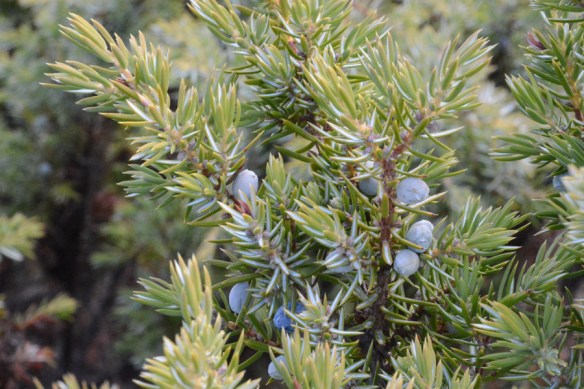 JuniComm_stfr_MWRdN_11.29.1_Q1_crp_5x3_180_blg