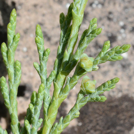 JuniScop_flfm_GameCrk_6.10.20_1_Q2_crp_3x3_180_blg