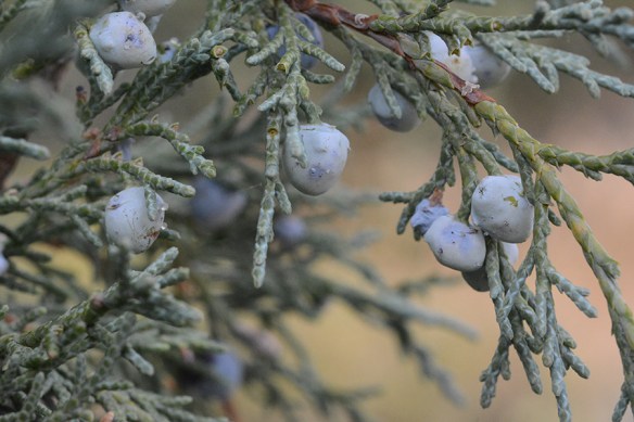 JuniScop_lvfrCU_GameCrk_9.20.19_1a_Q1_5x3_180