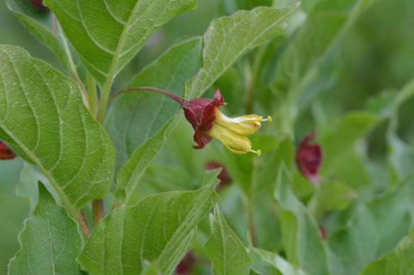 LoniInvo_FlCU_Lvs_7.6.16_2_Q1_5x3_180_blg