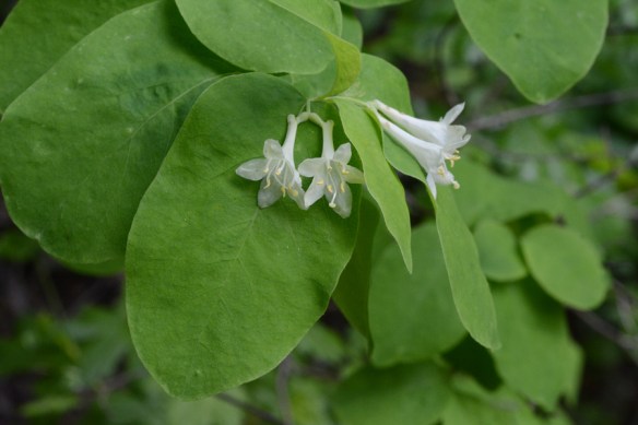 LoniUtah_fllvs_TraCrk_6.19.20_1a_Q2_5x3_180_blg