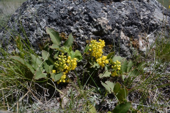 MahoRepe_flhab_BTNF_6.2.19_1a_5x3_180_blg