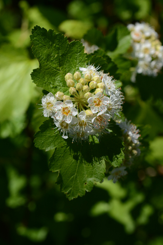 PhysMalv_fllf_LoloMT_6.4.16_2_Q2_3x4.5_180_blg