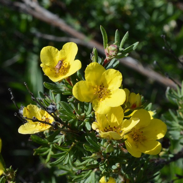 PoteFruc_fllvs_Poll_Schw_6.18.20_1_5x5_180_blg