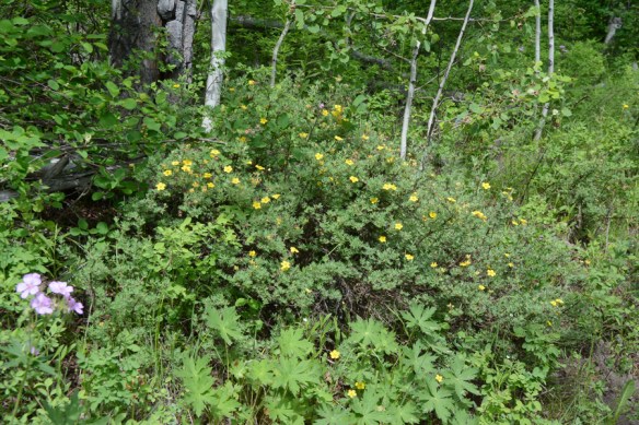 PoteFruc_habfl_PoisCrkTr_2_Q1_5x3_180_blg