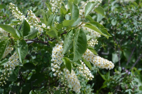 PrunVirg_fllv_WalWld_6.18.17_1_Q1_5x3_180_blg