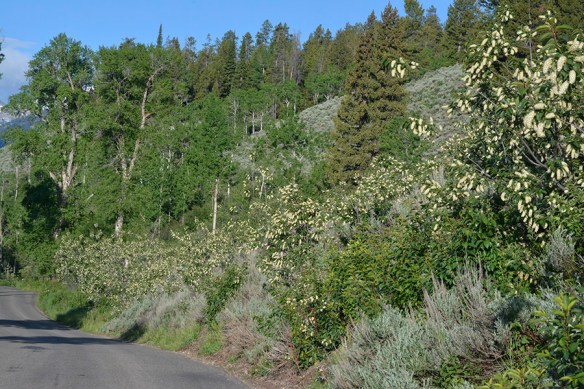 PrunVirg_hab_MWrd_61413_3aQ2_5x3_180