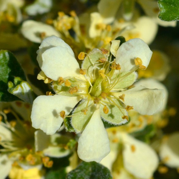 PursTrid_fl_RKOrd_61413_2Q2_crp_3x3_300