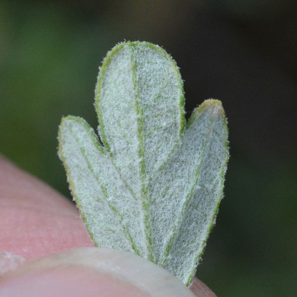 PursTrid_lvCU_GraCanTr_9.9.19_1_Q1_crp_4x4_180_blg