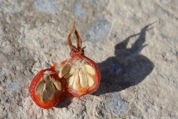 RosaSp_Fr_dis_CU_NER_11.11.18_1b_Q1_crp_5x3_200