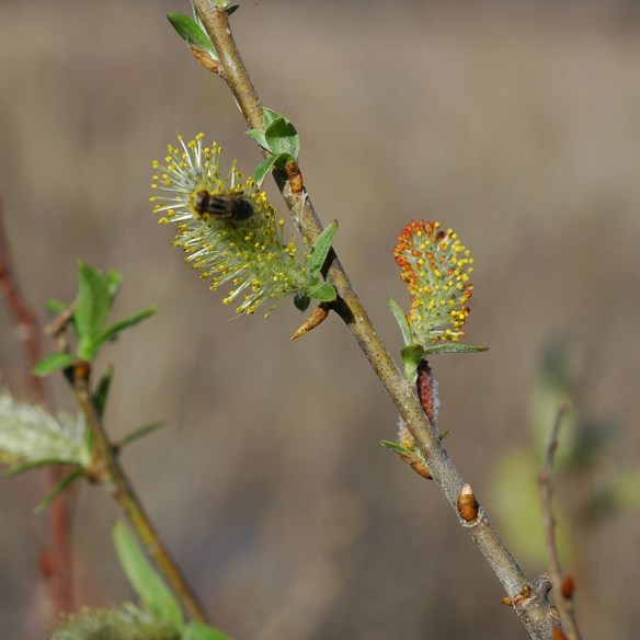 SaliSp_flw_42304_1_5x5_180