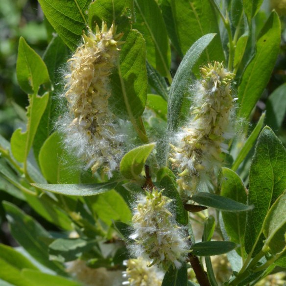 SaliSp_frlv_CasC_7213_1_crp_5x5_180_blg