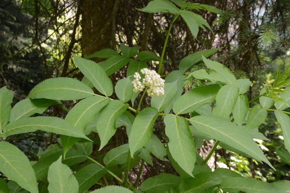 SambRace_fllvs_LSR_6.22.20_1_Q2_crp_5x3_180_blg