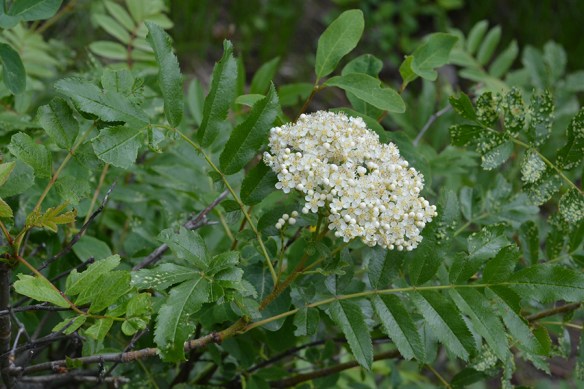 SorbScop_fllv_SkiLk_62613_2_Q1_crp_5x3_180_blg