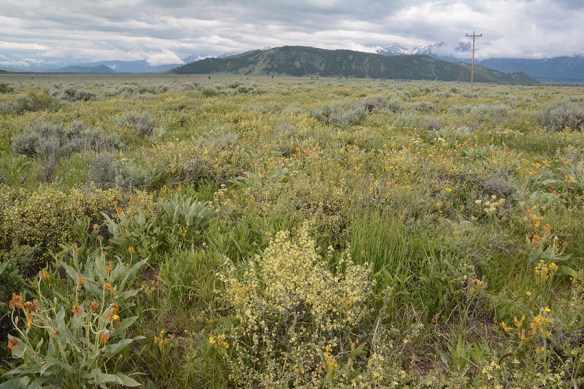 TNP_AntFlts_vwW_PursTrid_flhab_many_6.21.20_3a_Q2_5x3_180_blg