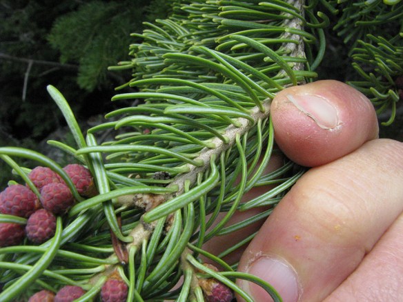 AbieLasc_br_GraCan_61011_3x5_180blg