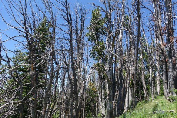 BTNF_TetPs_MtElly_deadtrees_7.20.20_4s_Q2_5x3_200blg