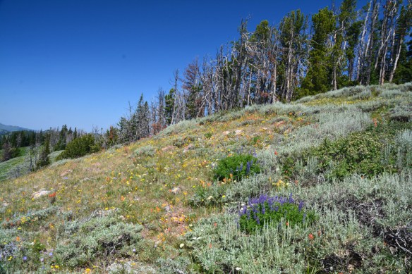 BTNF_TetPs_SendSlp_flmix_7.27.20_1_Q2_fix_5x3_200