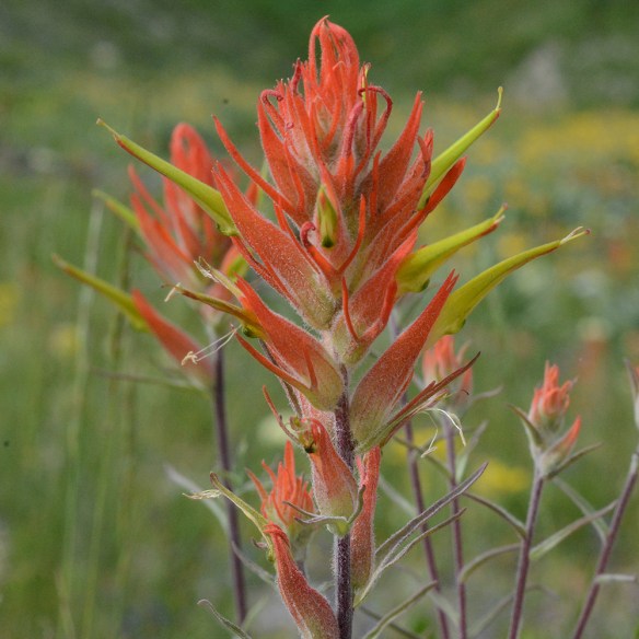 CastLini_flst_TetPs_7.20.20_2a_Q1_5x5_200blg