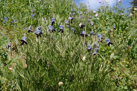 ClemHirs_flhab_TetPsS_7.3.18_1_Q2_5x3_180