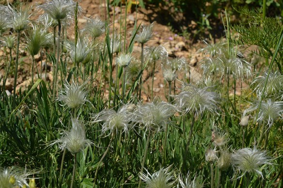 ClemHirs_fr_PassTr_72714_1_5x3_180