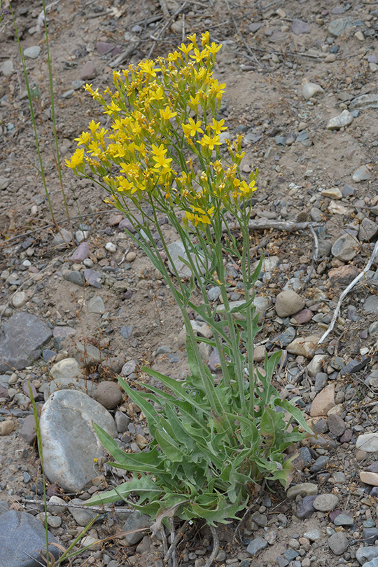 CrepAcum_flhab_20LkRd_71113_13x4_180_blg