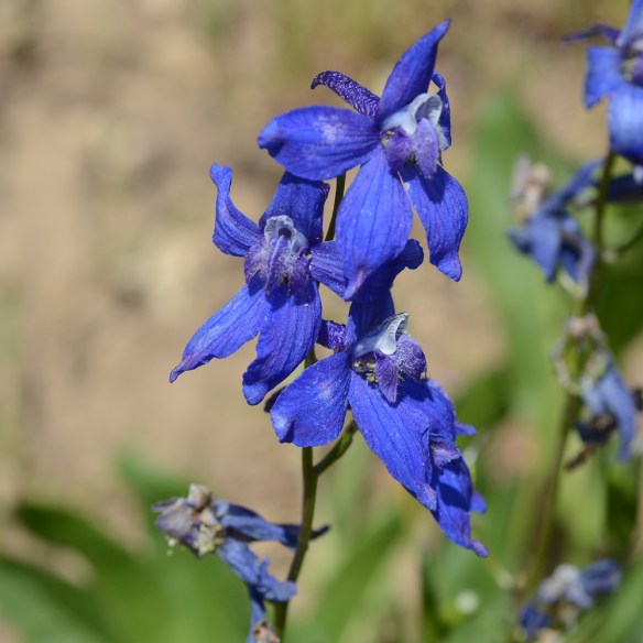 DelpNutt_flst_TetPs_7.20.20_2_Q1_5x5_200blg