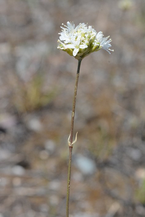 EregCong_flst_AntFlts_7.10.19_1a_Q1_3x5_180