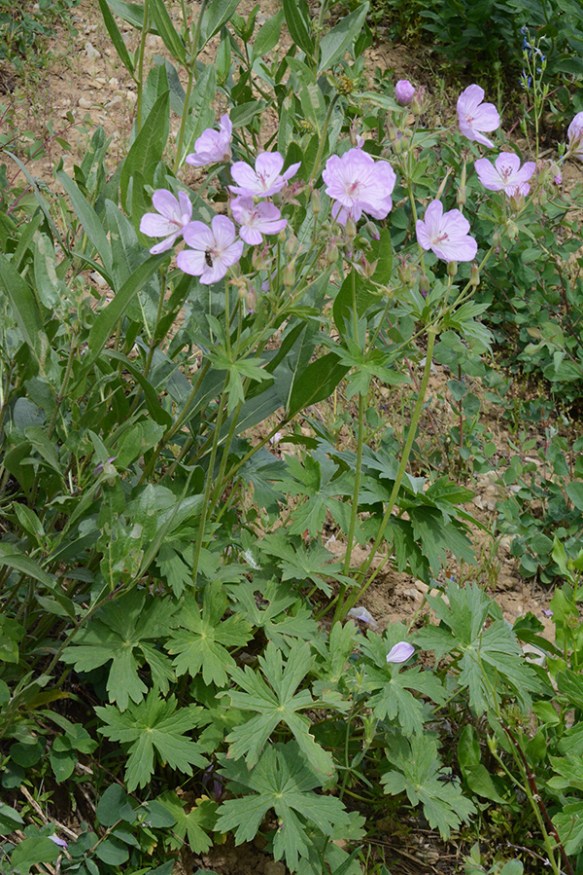 GeraVisc_flhab_TetPs_7.20.20_4_Q2_3x4_200blg