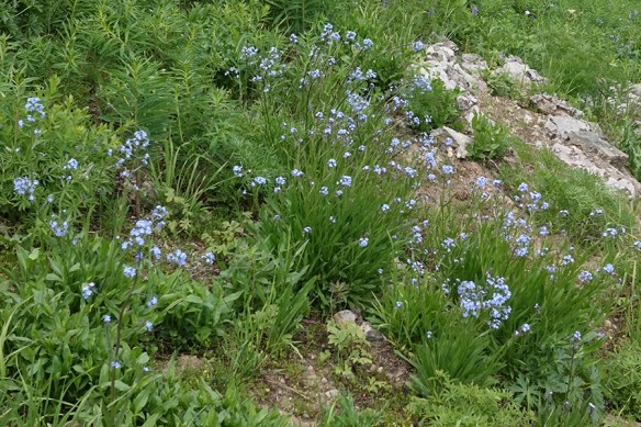 HackMicr_habfl_TetPsS_7.3.18_1_5x3_180_Sony