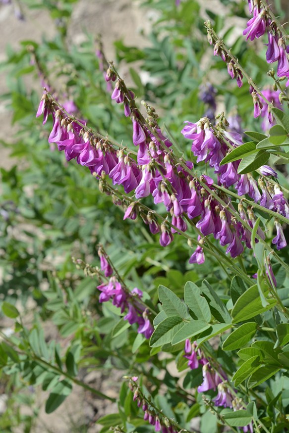 HedyOcci_flst_TetPs_7.20.20_2_Q1_crp_3x4_200blg