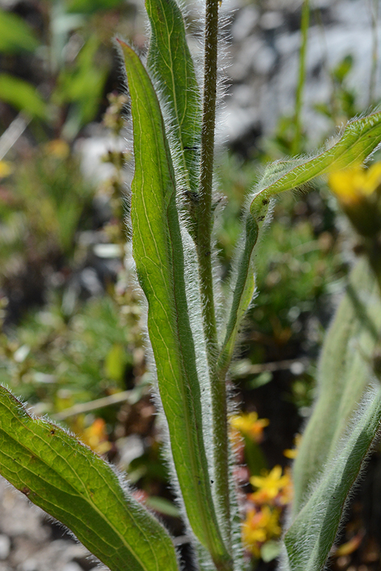 HierCyno_lfCU_PassTr_71615_1sm blg