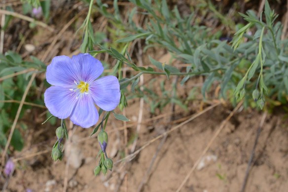 LinuLewi_fl_TetPs_7.20.20_1_Q2_5x3_200_blg