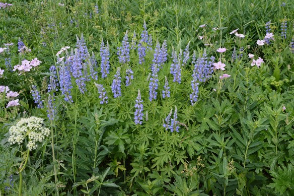 LupiArge_flhab_TetPs_7.20.20_1_Q1_5x3_200_blg