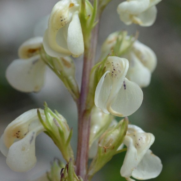 PediCont_fl_PassTr_71615_1aCrp_3x3_200blg_edited-1