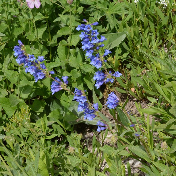 PensCyanthus_flhab_TetPs_7.20.20_1_Q2_crpBlog