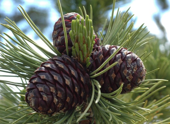 PinuAlbi_Cones_YNPDunRav_71911_2crpMed