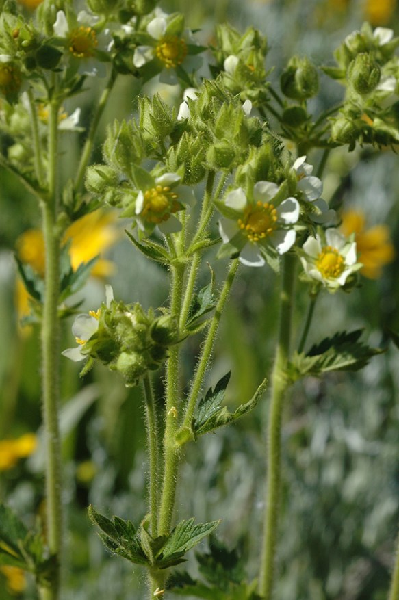 PoteArgu_hab_191GrosVrd_71111_1a_3x5