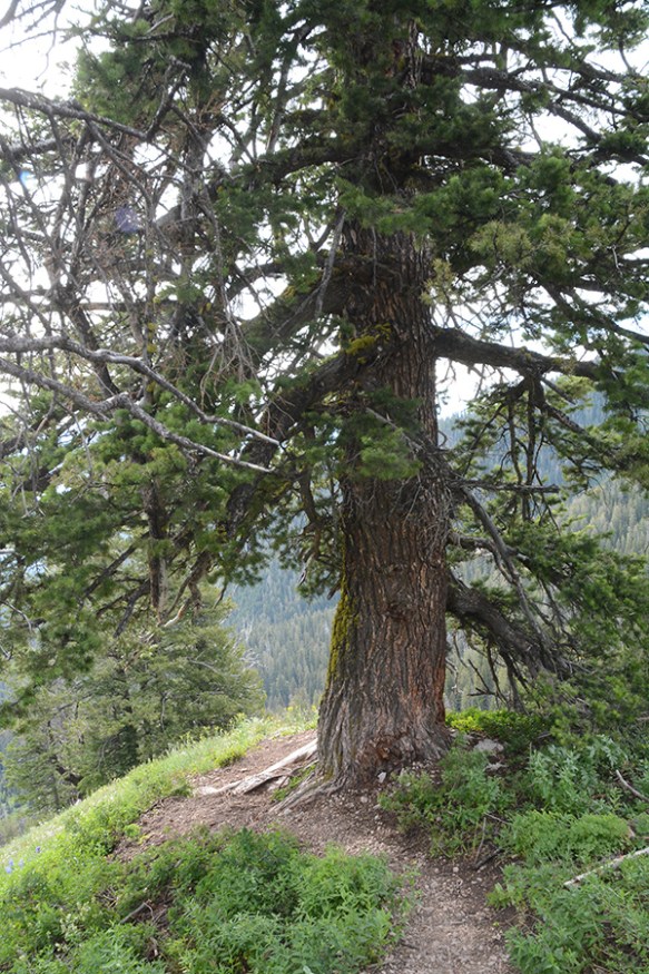 PseuMenz_hab_big_TetPs_7.20.20_1b_Q2_3x4_200blg