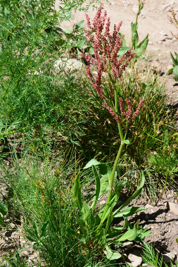 RumePauc_flhab_TetPs_7.20.20_1a_Q23x4_200blg