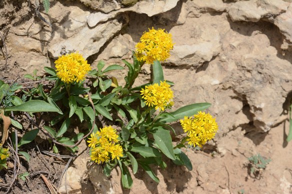 SoliMult_flhab_Rendv_7715_1_5x3