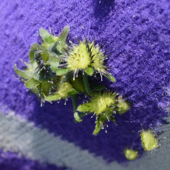 17.HackFlor_fr_sock_SkiLkTr_8.4.17_1_Q2_5x5_200ppt