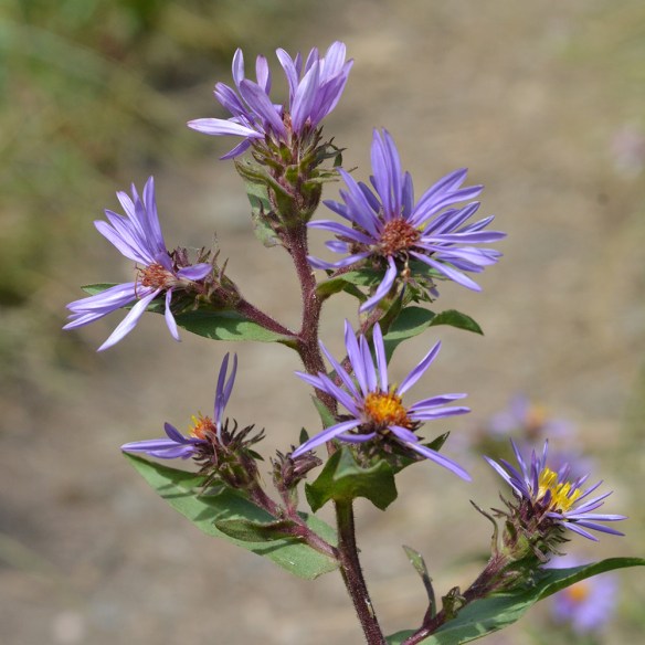 48.EuryInte_infl_LSR_81814_3Q2_fix_5x5_200